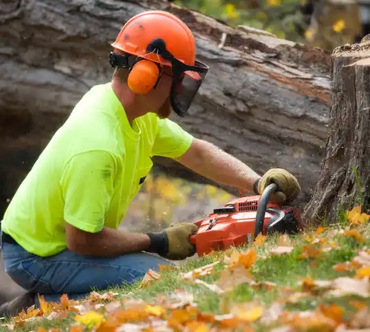 tree services Lumberton